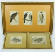 Three framed and glazed antique hand coloured engravings of birds, two by William Home Lizars of '