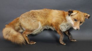 An antique taxidermy stuffed fox. H.31 L.65cm