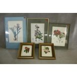 Five framed and glazed botanical prints. Including two gilt framed studies of camellias, species