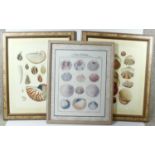 Three framed and glazed contemporary prints of coloured book plates of various species of tropical