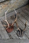 Two mounted pairs of deer antlers. H.56 W.25cm (largest)