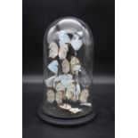 A contemporary glass display dome on black resin base housing a display of Mother of Pearl