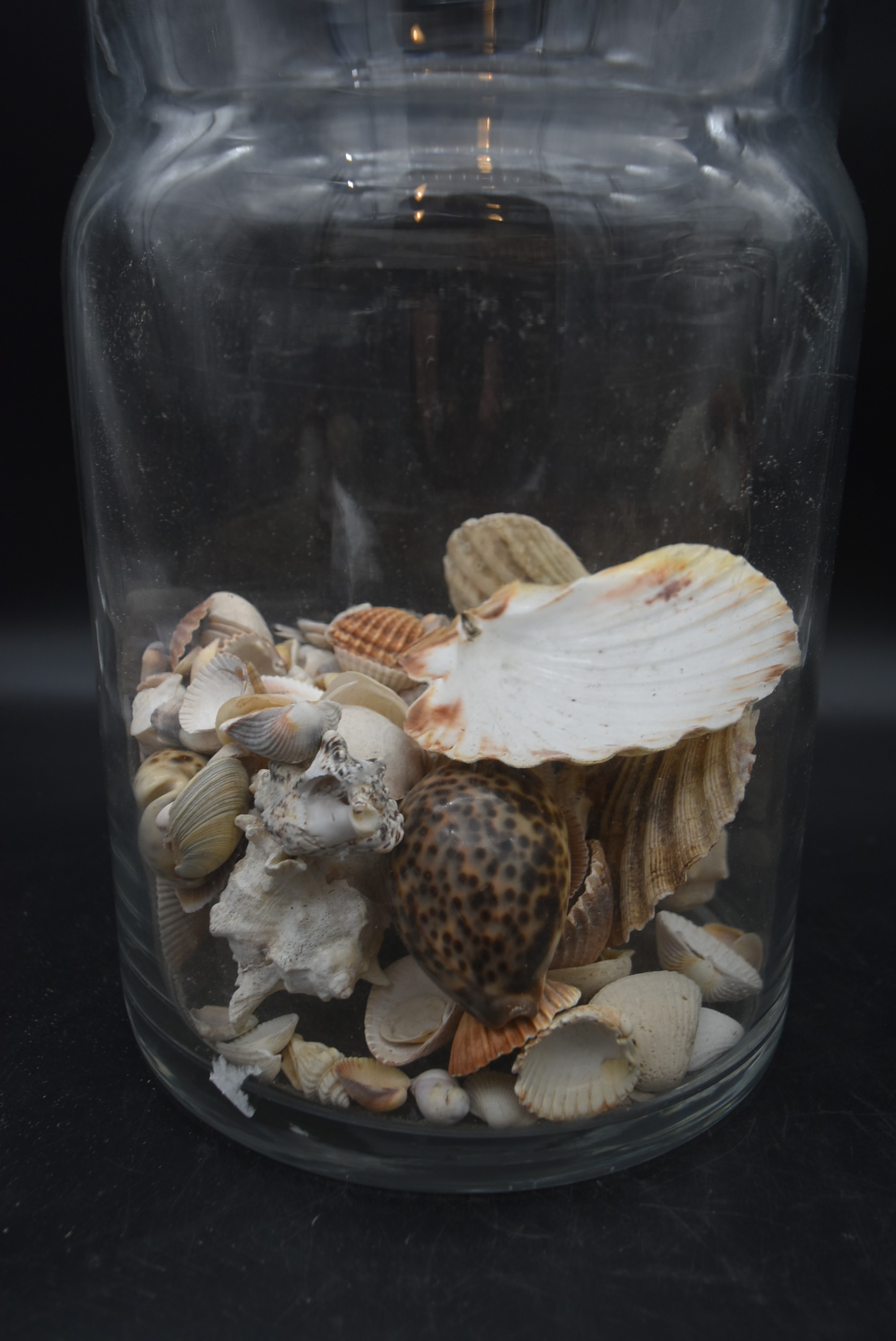 A preserve jar with a collection of various sea shells and two others similar. H.36 Dia.20cm ( - Image 7 of 8