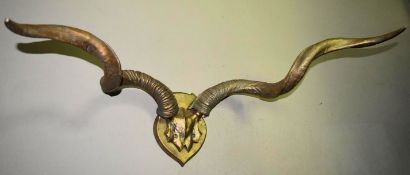 A pair of mounted resin ram's horns in a gold finish. L.70 (antlers) H.28cm (shield)