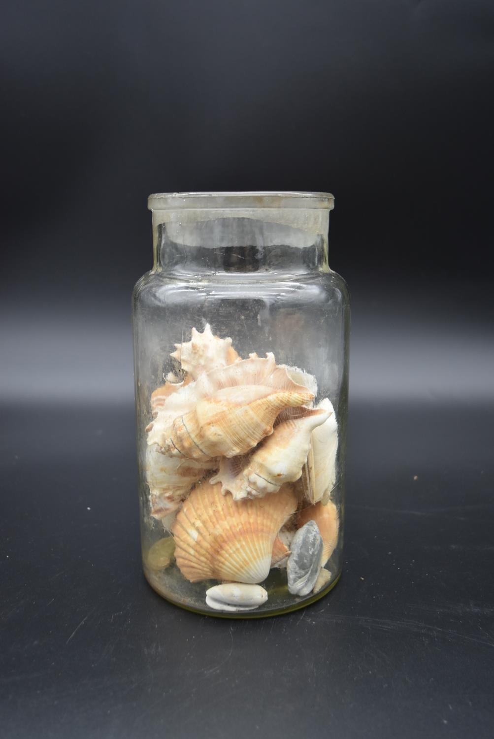 A preserve jar with a collection of various sea shells and two others similar. H.36 Dia.20cm ( - Image 4 of 8