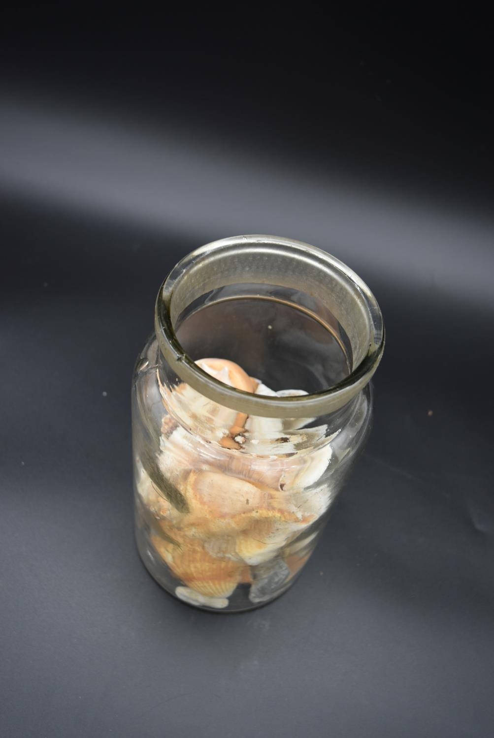 A preserve jar with a collection of various sea shells and two others similar. H.36 Dia.20cm ( - Image 5 of 8