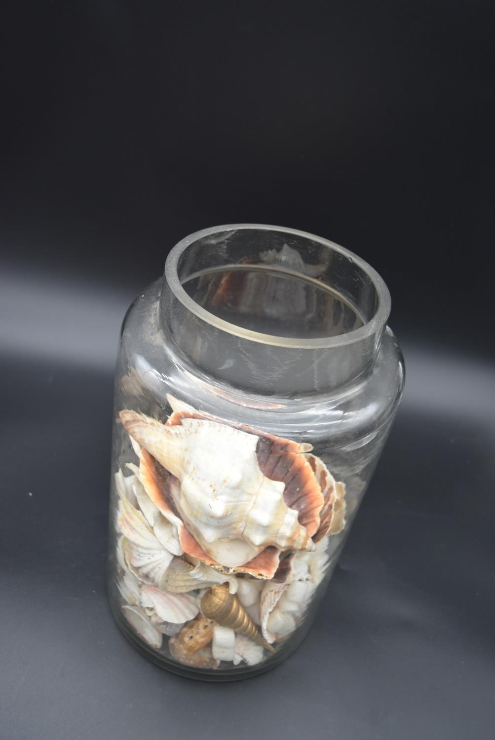 A preserve jar with a collection of various sea shells and two others similar. H.36 Dia.20cm ( - Image 3 of 8