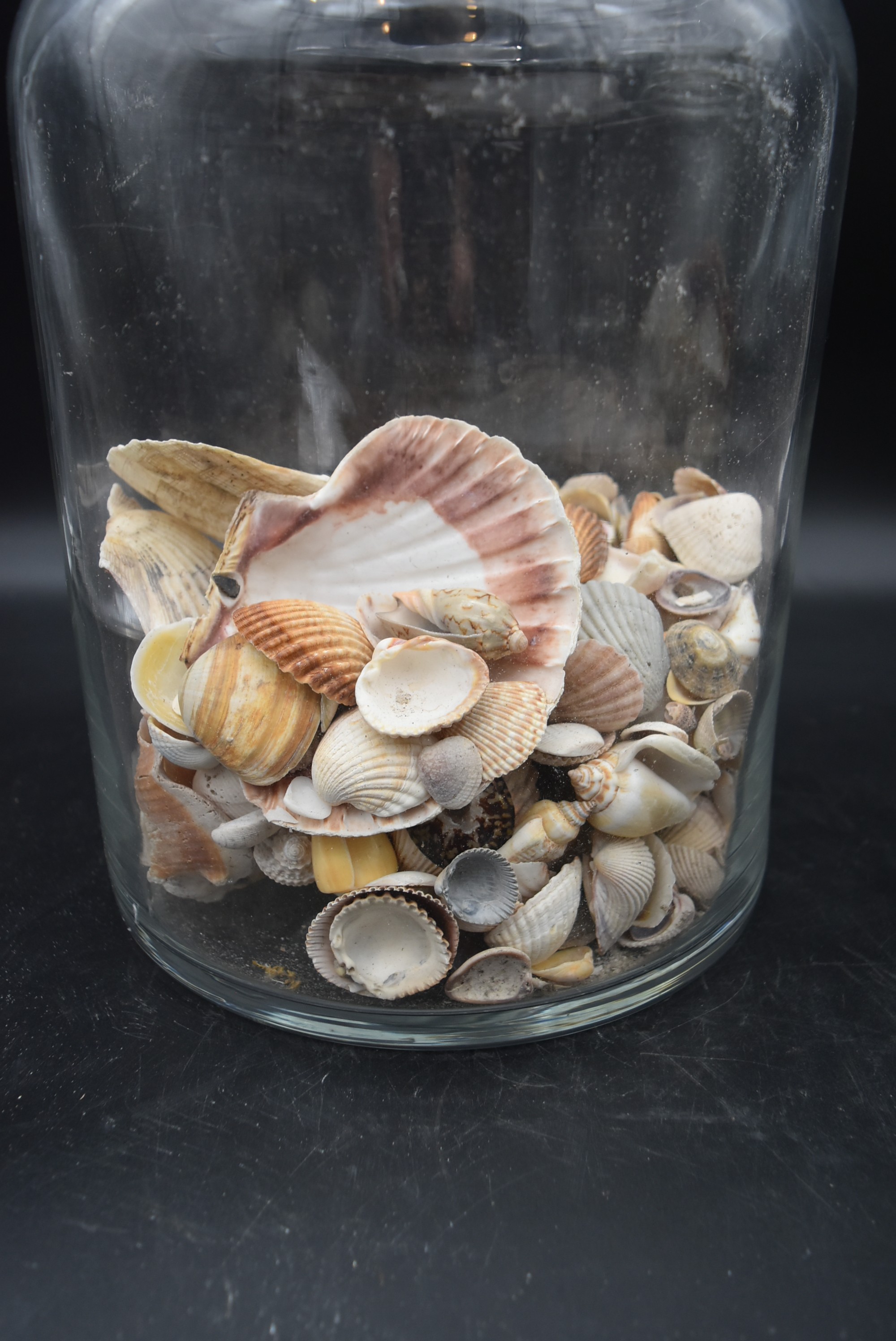 A preserve jar with a collection of various sea shells and two others similar. H.36 Dia.20cm ( - Image 8 of 8