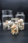 A preserve jar with a collection of various sea shells and two others similar. H.36 Dia.20cm (