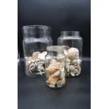 A preserve jar with a collection of various sea shells and two others similar. H.36 Dia.20cm (