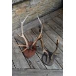 Two mounted pairs of deer antlers. H.56 W.25cm (largest)