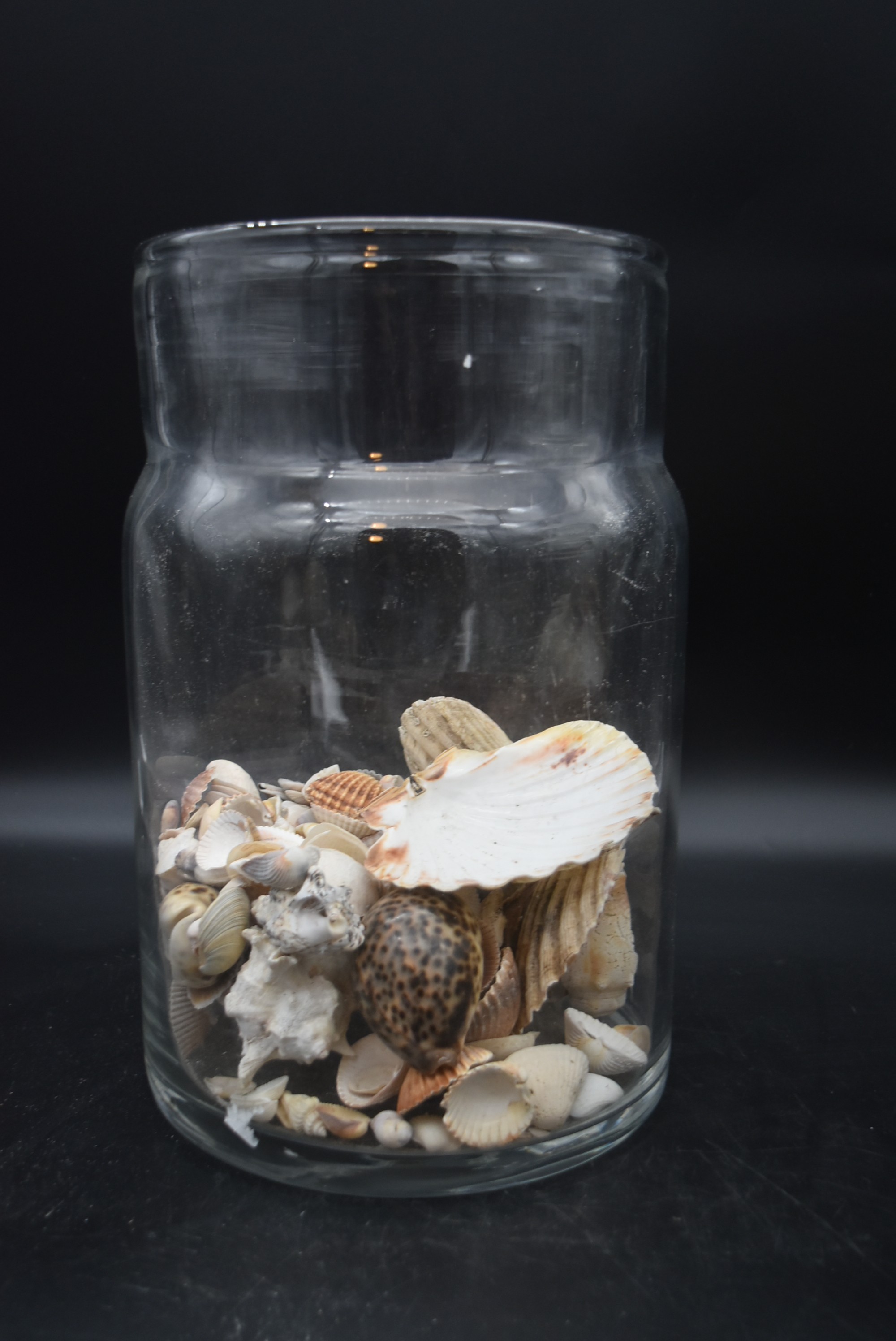 A preserve jar with a collection of various sea shells and two others similar. H.36 Dia.20cm ( - Image 6 of 8