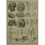 A framed and glazed 18th century medical diagram engraving, depicting the anatomy of the human body,