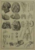 A framed and glazed 18th century medical diagram engraving, depicting the anatomy of the human body,