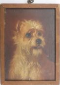 A framed C.1900 oil on board of a white terrier. Unsigned. H.12 W.