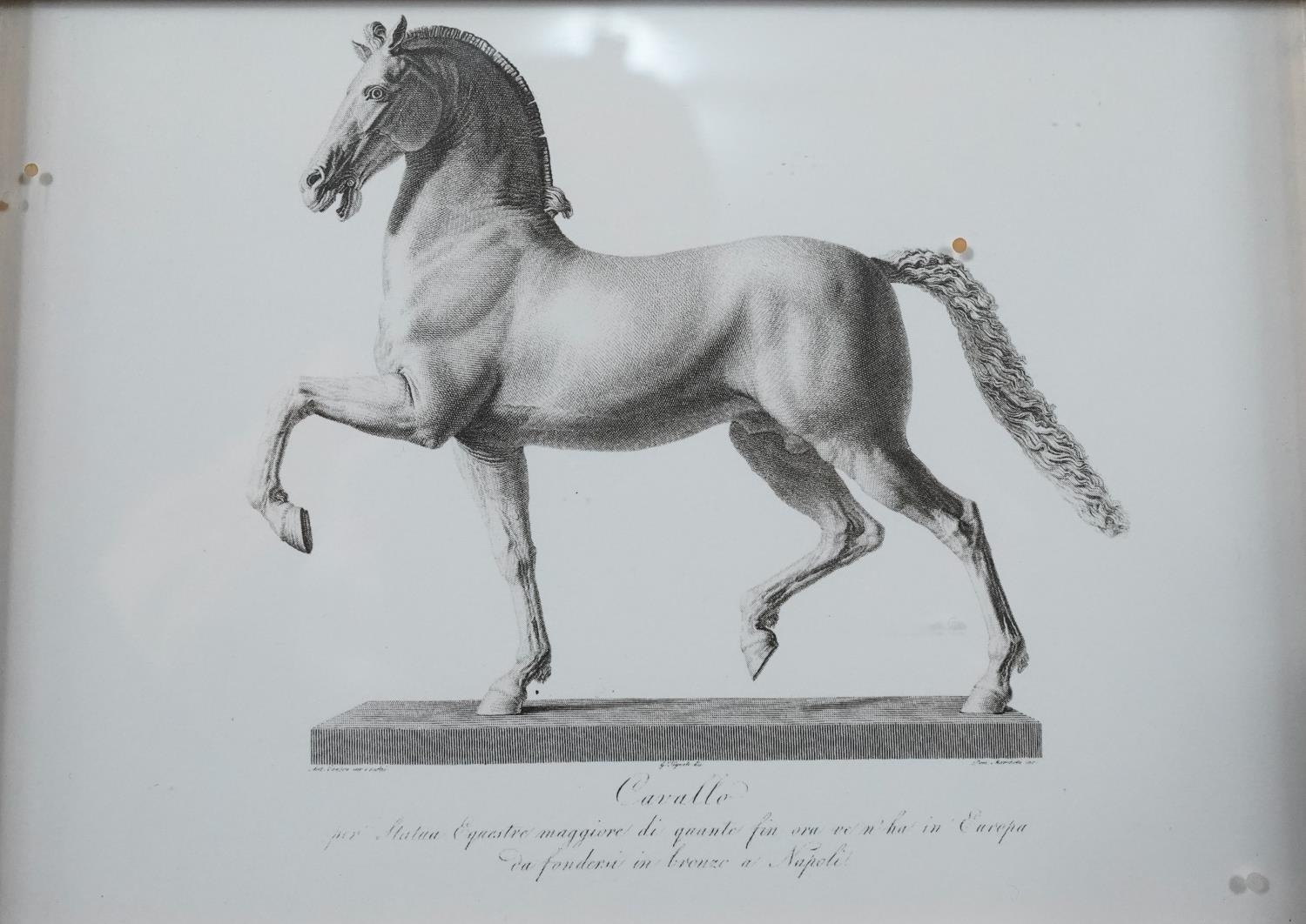 Two framed and glazed prints of Canova Cavallo. Depiction of Napoleon's horse modelled by Canova - Image 7 of 10