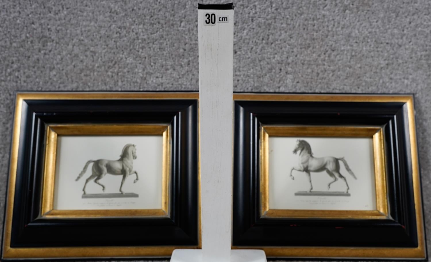 Two framed and glazed prints of Canova Cavallo. Depiction of Napoleon's horse modelled by Canova - Image 10 of 10