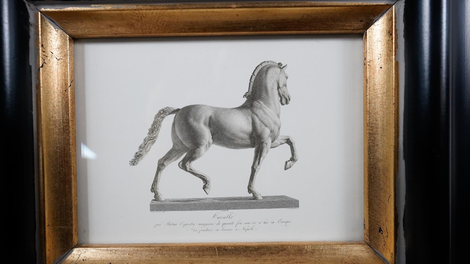 Two framed and glazed prints of Canova Cavallo. Depiction of Napoleon's horse modelled by Canova - Image 3 of 10