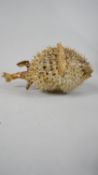 A taxidermy Pufferfish. L.35