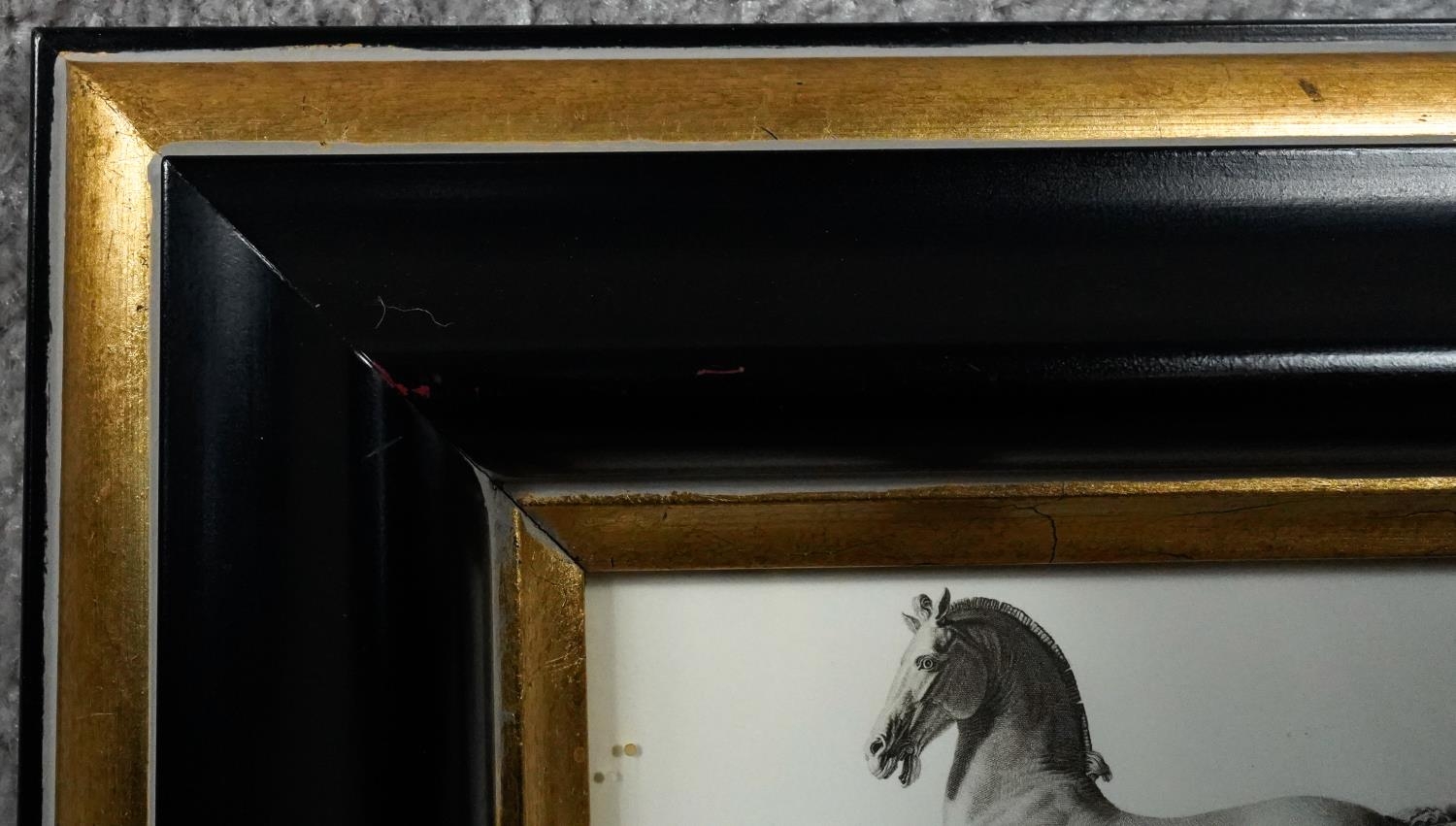 Two framed and glazed prints of Canova Cavallo. Depiction of Napoleon's horse modelled by Canova - Image 8 of 10