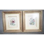 Two gilt framed and glazed antique hand coloured engraved botanical book plates by Jane Webb
