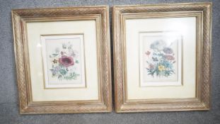 Two gilt framed and glazed antique hand coloured engraved botanical book plates by Jane Webb