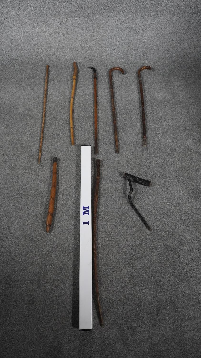 A collection of eight carved wooden walking canes. Including a bamboo shoot, Brussel sprout root - Image 17 of 17