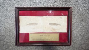 Framed and glazed Chinese fish skeleton fossils (Lycoptera) with information plaque. H.23 W.33