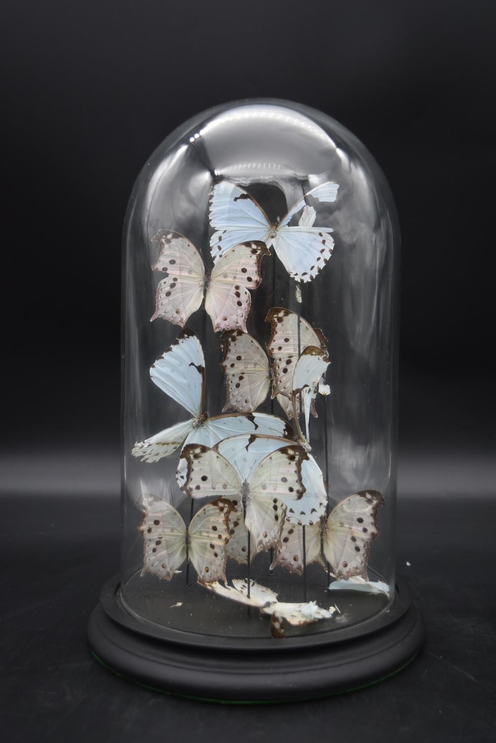 A contemporary glass display dome on black resin base housing a display of Mother of Pearl - Image 2 of 4