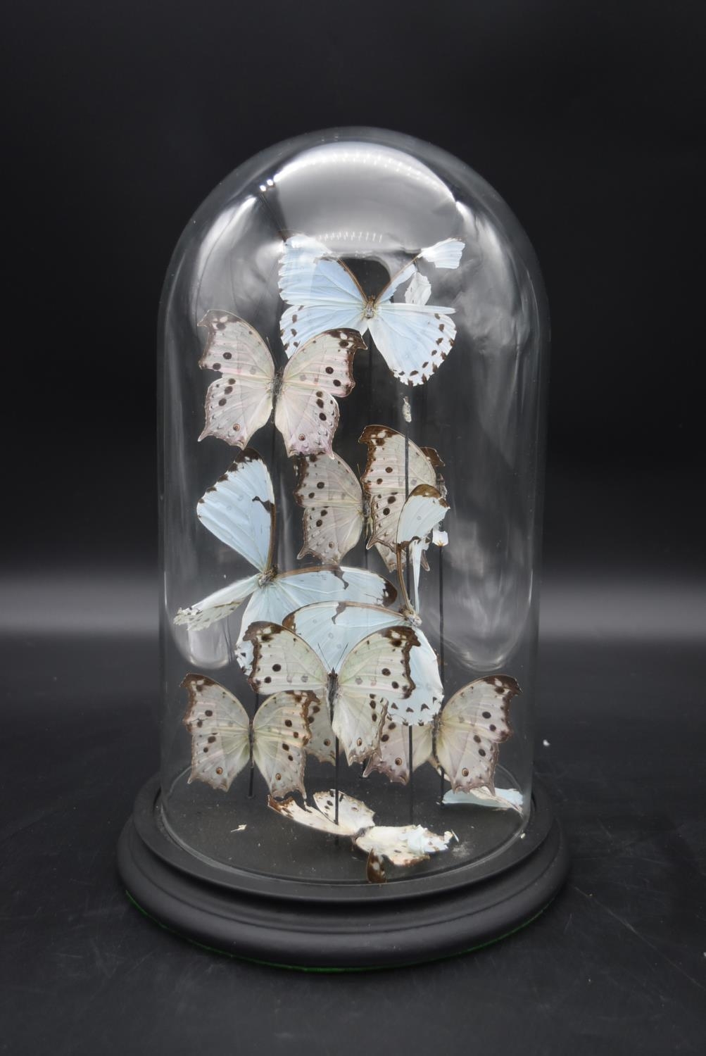 A contemporary glass display dome on black resin base housing a display of Mother of Pearl
