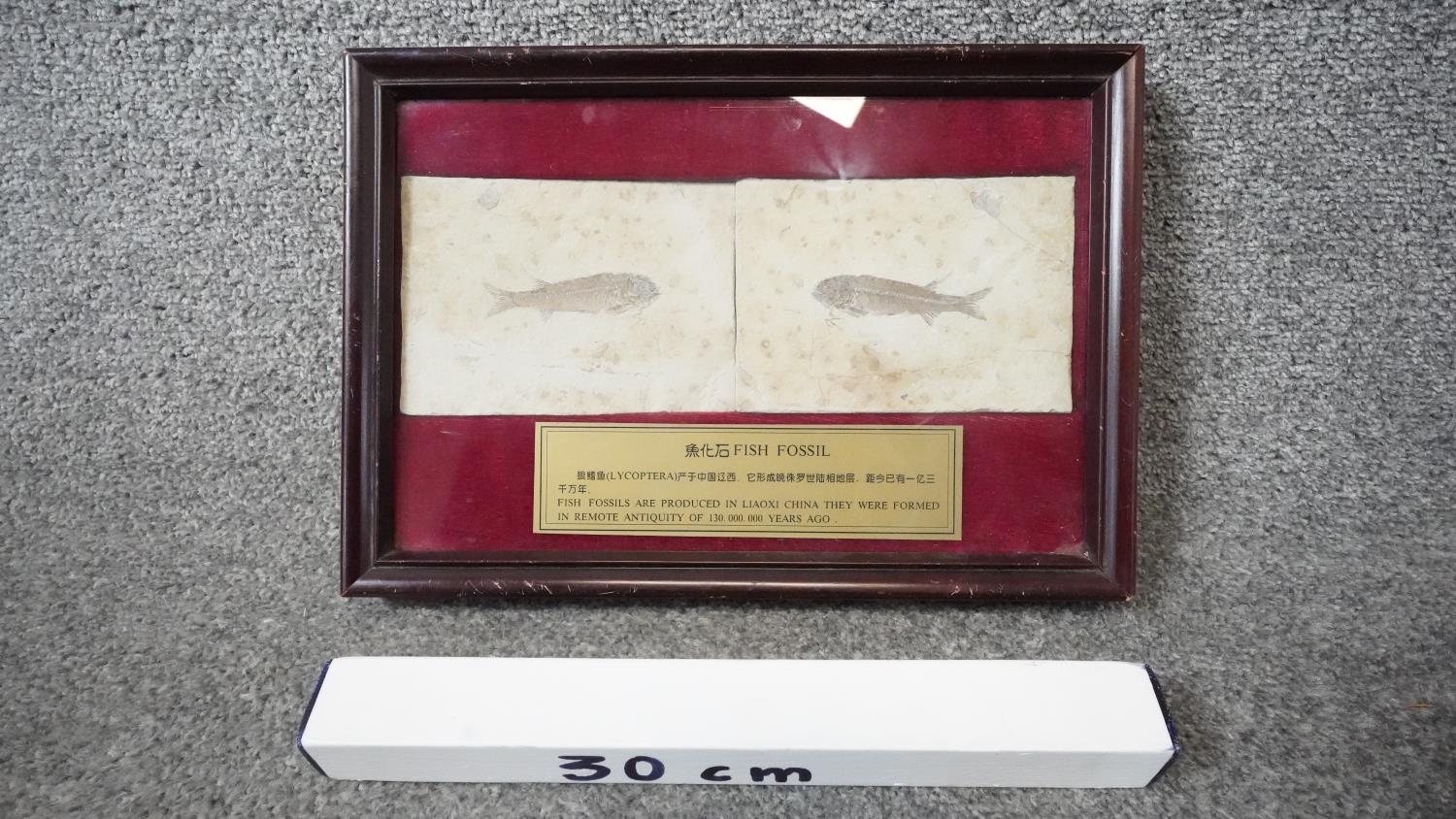 Framed and glazed Chinese fish skeleton fossils (Lycoptera) with information plaque. H.23 W.33 - Image 5 of 5