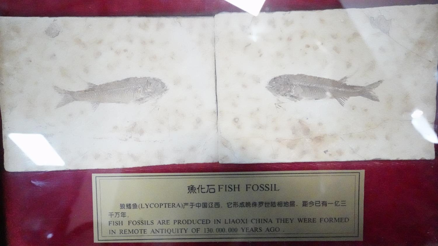 Framed and glazed Chinese fish skeleton fossils (Lycoptera) with information plaque. H.23 W.33 - Image 2 of 5