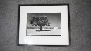 A framed and glazed signed black and white photographic print of a tree. Indistinctly signed and