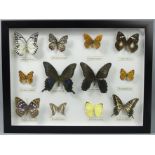 Framed and glazed butterfly specimens. 42 cm x 32 cm. UK Postage £15.