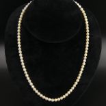 Cultured pearl 48 cm necklace with a 9 carat gold clasp, London 1983. 19.8 grams. Pearls 5.3 mm.