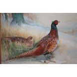 (XX). British school, study of a male and female pheasant in a wooded winter landscape, unsigned,