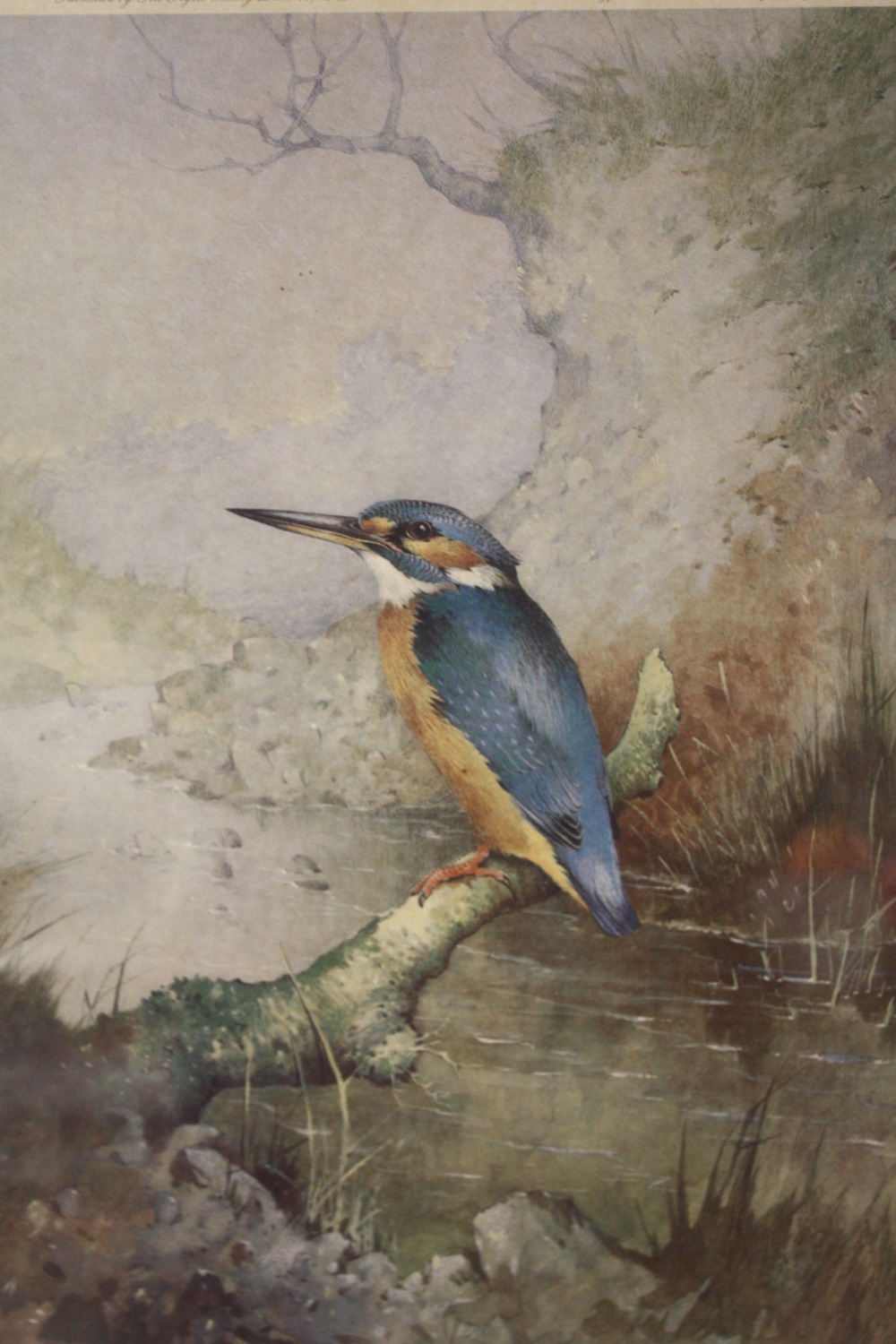 A FRAMED AND GLAZED LIMITED EDITION COLOUR PRINT OF A KINGFISHER SIGNED S BENINGFIELD LOWER RIGHT,