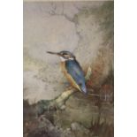 A FRAMED AND GLAZED LIMITED EDITION COLOUR PRINT OF A KINGFISHER SIGNED S BENINGFIELD LOWER RIGHT,