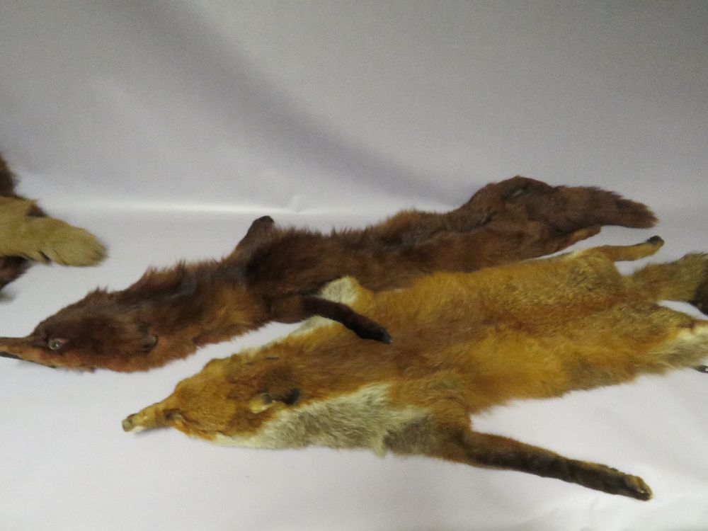 FOUR VINTAGE FOX FUR STOLES - Image 3 of 6