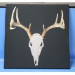 A MODERN CANVAS PICTURE OF AN ANIMAL SKULL WITH ANTLERS, 71 X 71 CM