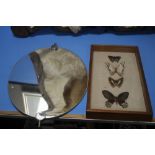 AN OVAL MIRROR AND A SET OF MOUNTED, FRAMED BUTTERFLIES