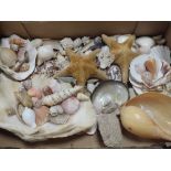 A TRAY OF ASSORTED SEASHELLS, STARFISH ETC.