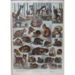 CIRCLE OF LOUIS WAIN (1860-1939). A coloured antique print,'Our Cats, A Domestic History', framed