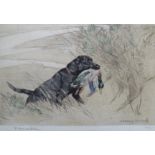GEORGE VERNON STOKES (1873-1954) study of a Labrador fetching a mallard, signed in pencil lower