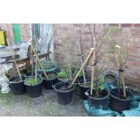 A SELECTION OF POTTED PLANTS