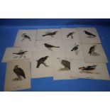 FORTY HAND COLOURED ENGRAVINGS OF BIRDS, (SOME TITLES HAVE BEEN ADDED IN INK)