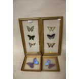 FOUR FRAMED AND GLAZED TAXIDERMY PINNED BUTTERFLY STUDIES