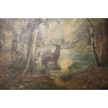 A GILT FRAMED OIL ON CANVAS OF STAGS IN THE WOODLAND SIGNED SIMCOX LOWER LEFT - 51 CM BY 38 CM