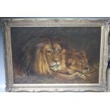 ENGLISH SCHOOL (XX). Study of a Lion and Lioness, oil on re-lined canvas, gilt framed, 50 x 75 cm