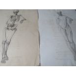 UNA HOOK (b.1900). A pair of female anatomical studies, one muscular, the other skeletal, signed